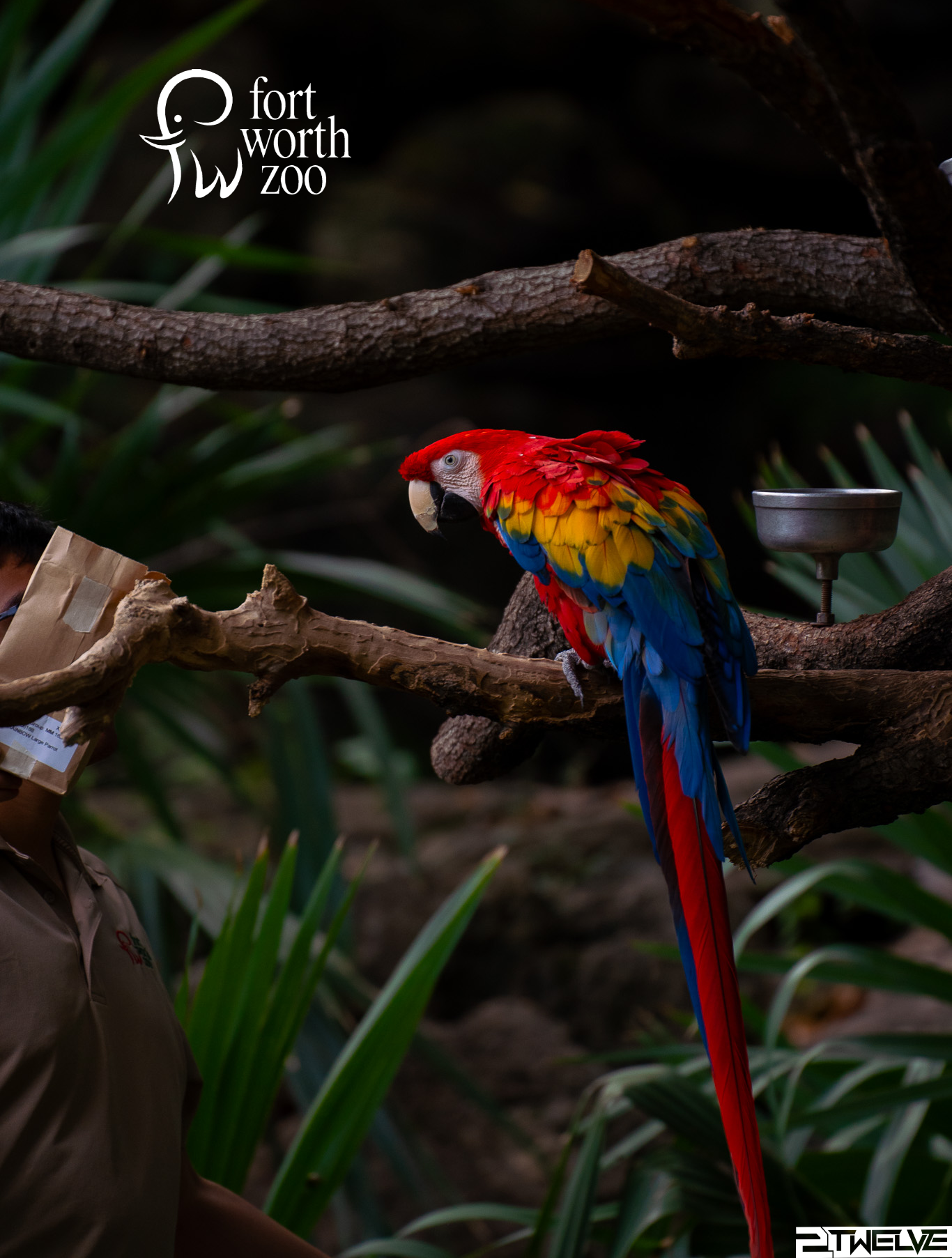 Scarlet macaw — Fort Worth Zoo