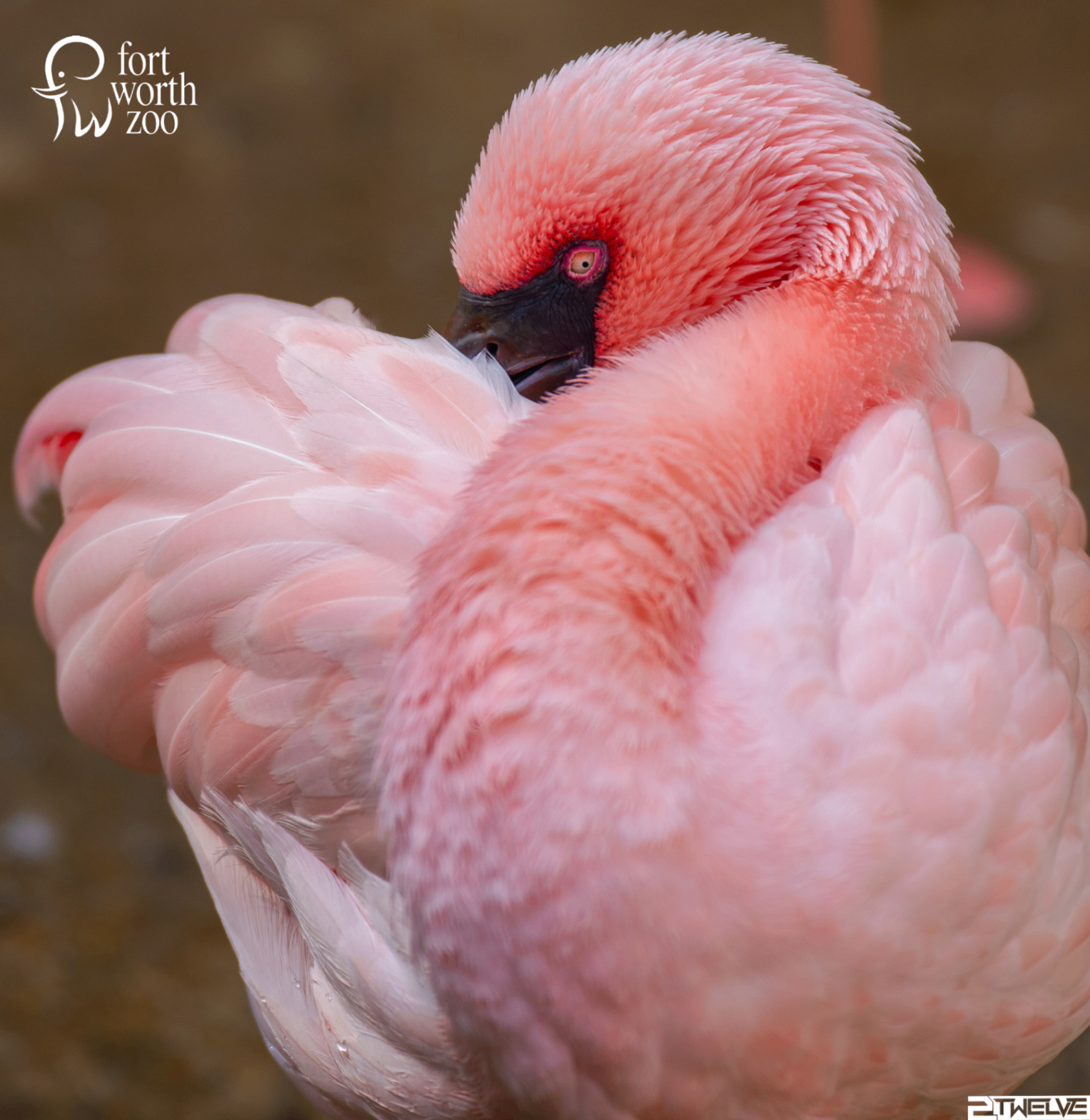 Lesser flamingo — Fort Worth Zoo
